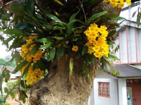 primary pic orchid 480x360.jpeg primary pic orchid 480x360.jpeg
